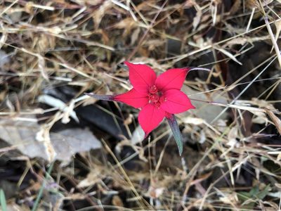 Euphorbia strigosa, photographed by desertnaturalist