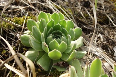 Sempervivum ruthenicum, photographed by Aleksei Baushev