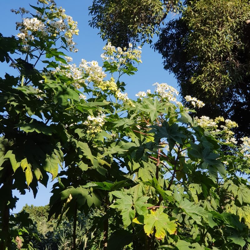 Montanoa grandiflora, photographed by Margaret Burger