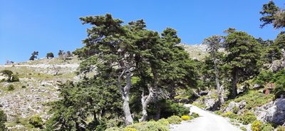 Abies pinsapo, photographed by Christoph Moning