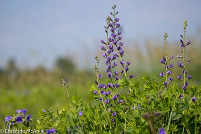 Baptisia australis, photographed by Chris McAnlis