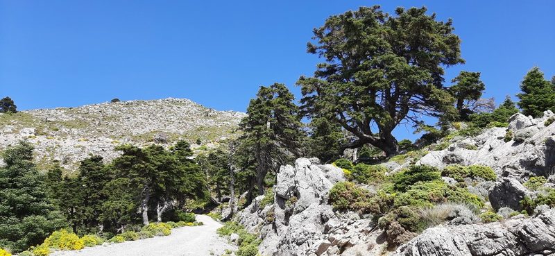 Abies pinsapo, photographed by Christoph Moning