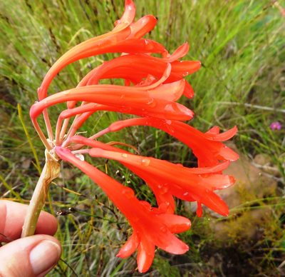 Cyrtanthus collinus, photographed by linkie