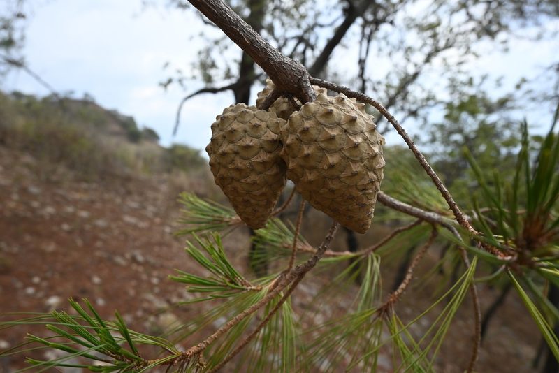 Pinus praetermissa, photographed by Dante S. Figueroa