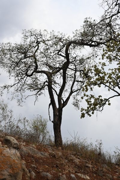 Pinus praetermissa, photographed by Dante S. Figueroa