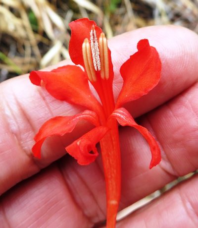 Tritoniopsis triticea, photographed by linkie