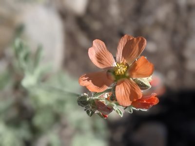 Sphaeralcea grossulariifolia, photographed by Rachel Stringham