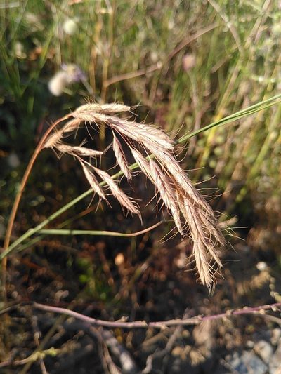 Bromus lanceolatus, photographed by Yves Bas