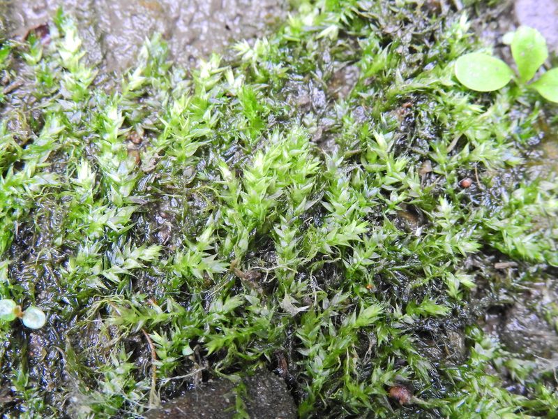 Leptodictyum riparium, photographed by Susan Marley