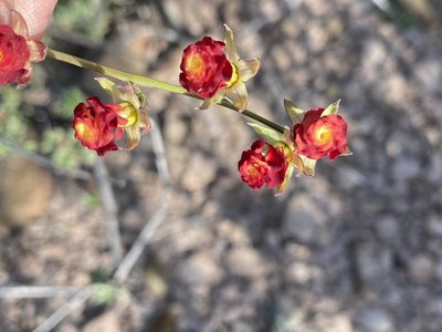 Hermannia filifolia, photographed by Dave U
