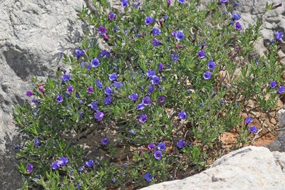 Lithodora fruticosa, photographed by Christoph Moning