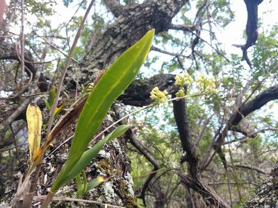 Polystachya concreta, photographed by Kevin Faccenda