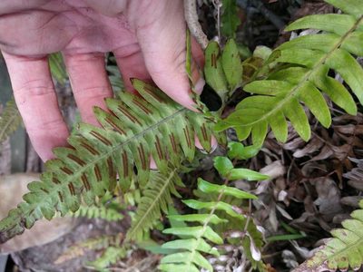 Blechnum appendiculatum, photographed by Kevin Faccenda
