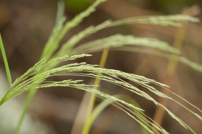 Lachnagrostis filiformis, photographed by Kevin Faccenda