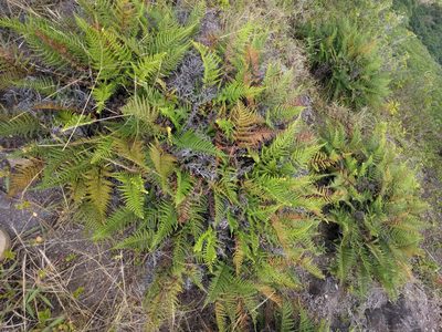 Pityrogramma austroamericana, photographed by Kevin Faccenda