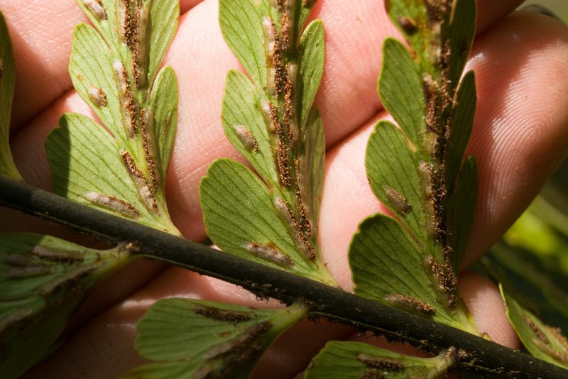 Asplenium caudatum, photographed by Kevin Faccenda
