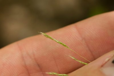 Lachnagrostis filiformis, photographed by Kevin Faccenda