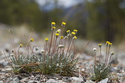 Erigeron bloomeri, photographed by Ken-ichi Ueda