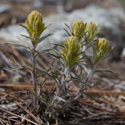 Castilleja arachnoidea, photographed by Ken-ichi Ueda