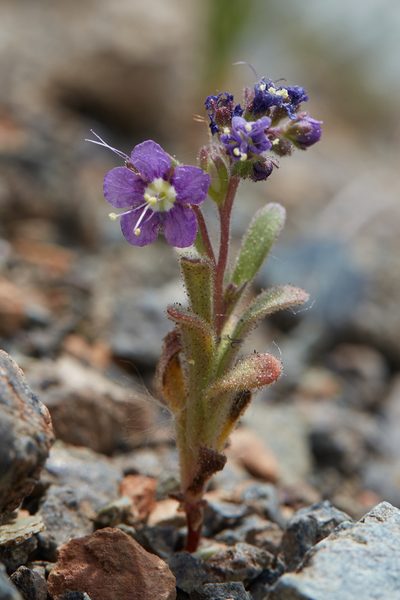Phacelia greenei, photographed by Ken-ichi Ueda