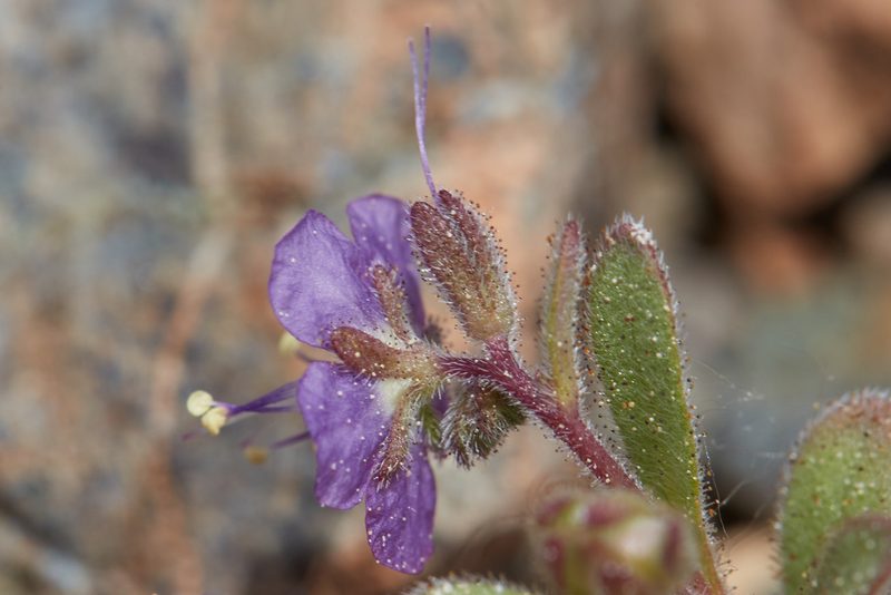 Phacelia greenei, photographed by Ken-ichi Ueda