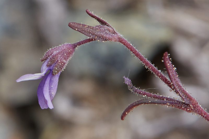 Collinsia rattanii, photographed by Ken-ichi Ueda