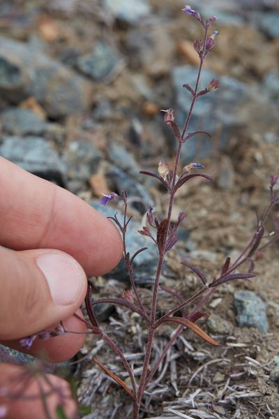 Collinsia rattanii, photographed by Ken-ichi Ueda