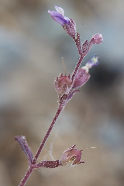 Collinsia rattanii, photographed by Ken-ichi Ueda