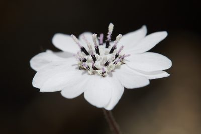 Blepharipappus scaber, photographed by Ken-ichi Ueda