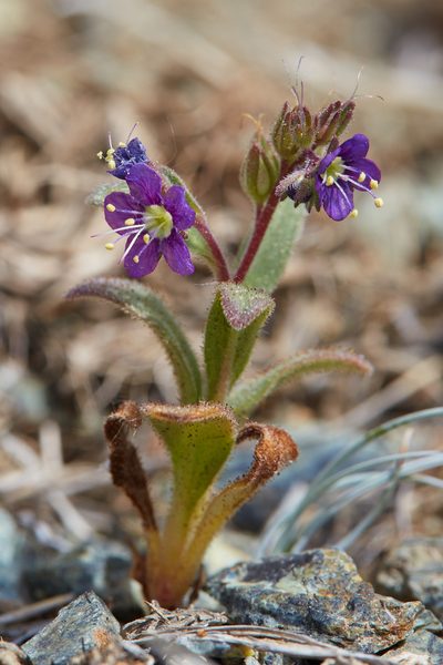 Phacelia greenei, photographed by Ken-ichi Ueda