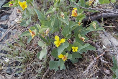 Viola lobata, photographed by Ken-ichi Ueda