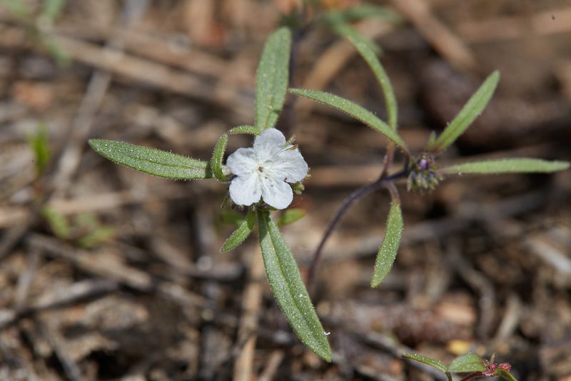 Phacelia pringlei, photographed by Ken-ichi Ueda