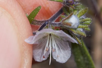 Phacelia pringlei, photographed by Ken-ichi Ueda