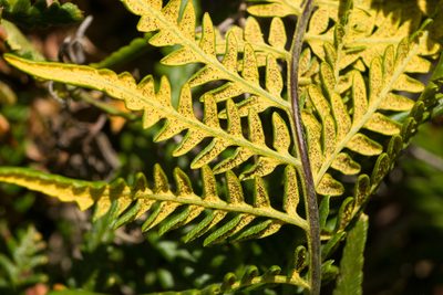 Pityrogramma austroamericana, photographed by Kevin Faccenda