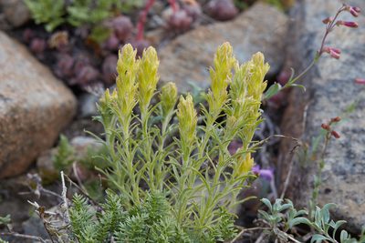 Castilleja arachnoidea, photographed by Ken-ichi Ueda