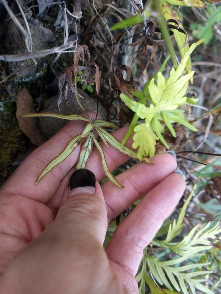 Doryopteris subdecipiens, photographed by Kevin Faccenda