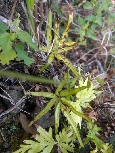 Doryopteris subdecipiens, photographed by Kevin Faccenda