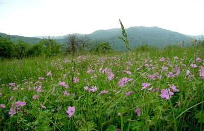 Geranium albanum, photographed by katunchik