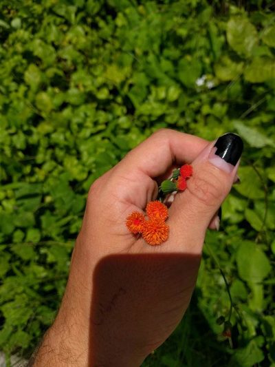 Emilia coccinea, photographed by Kevin Faccenda