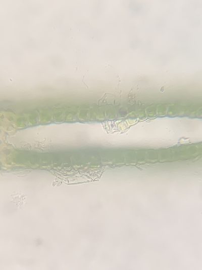 Fissidens bushii, photographed by Zihao Wang