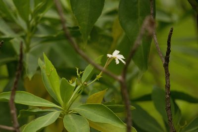 Scaevola gaudichaudiana, photographed by Kevin Faccenda