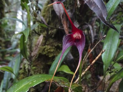 Masdevallia cucullata, photographed by Esteban Villa Restrepo