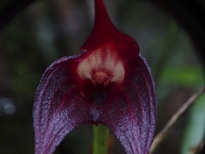 Masdevallia cucullata, photographed by Esteban Villa Restrepo