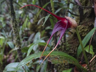Masdevallia cucullata, photographed by Esteban Villa Restrepo