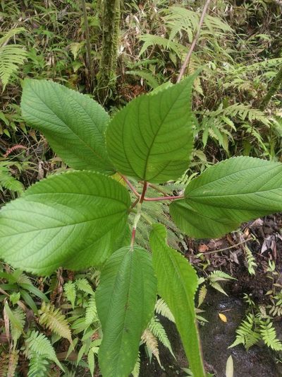 Boehmeria grandis, photographed by Kevin Faccenda