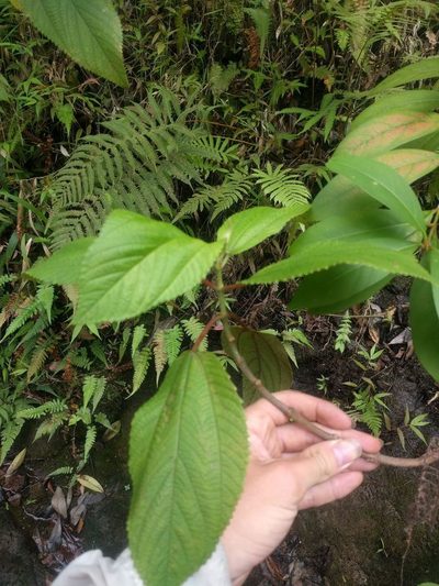 Boehmeria grandis, photographed by Kevin Faccenda