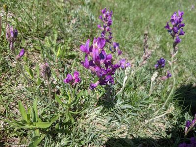 Oxytropis lambertii, photographed by Mark G