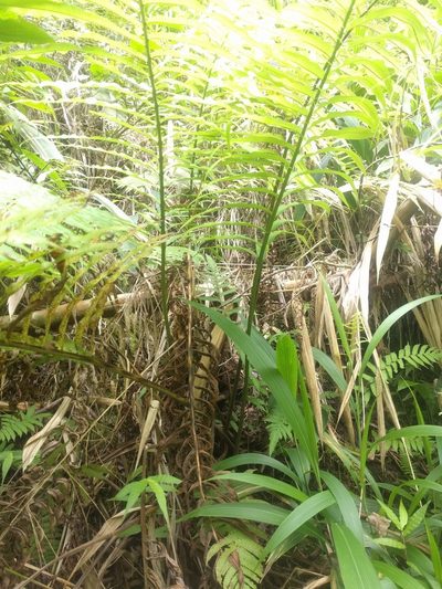 Menisciopsis cyatheoides, photographed by Kevin Faccenda