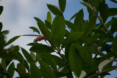 Citharexylum caudatum, photographed by Kevin Faccenda