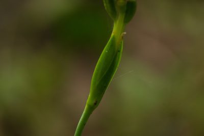 Trimezia martinicensis, photographed by Kevin Faccenda